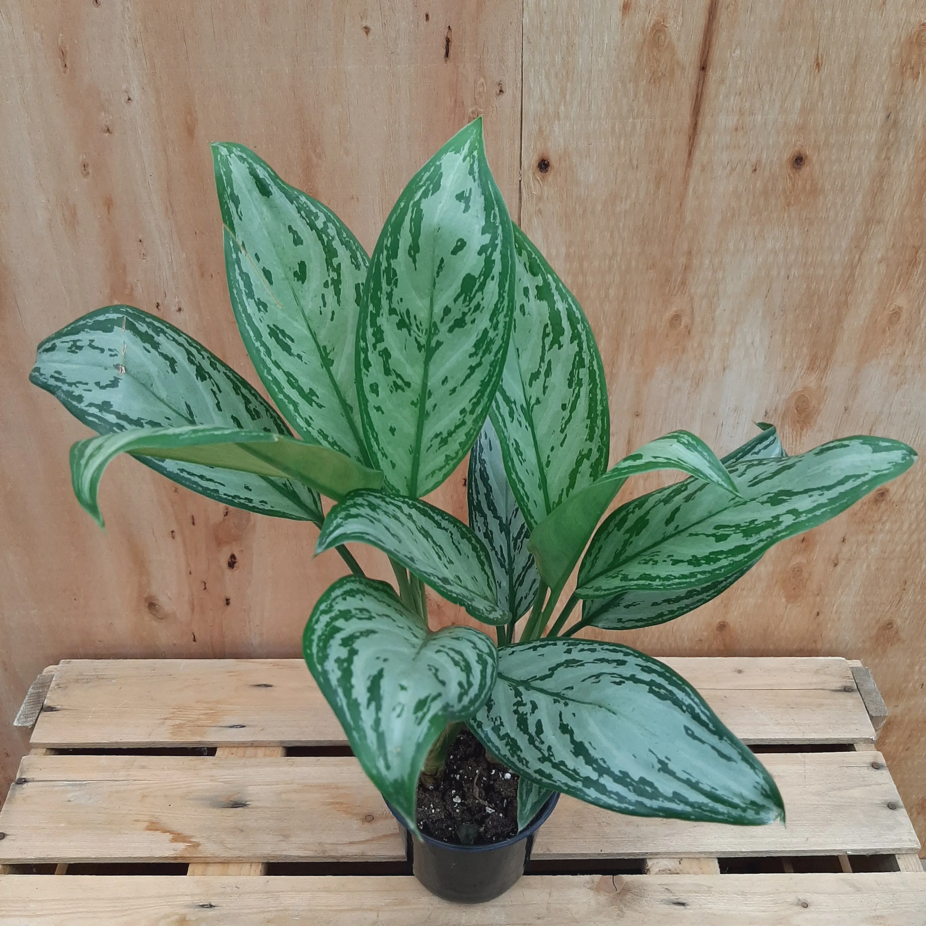 4" maria christina aglaonema