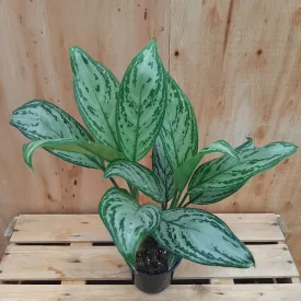 4" maria christina aglaonema