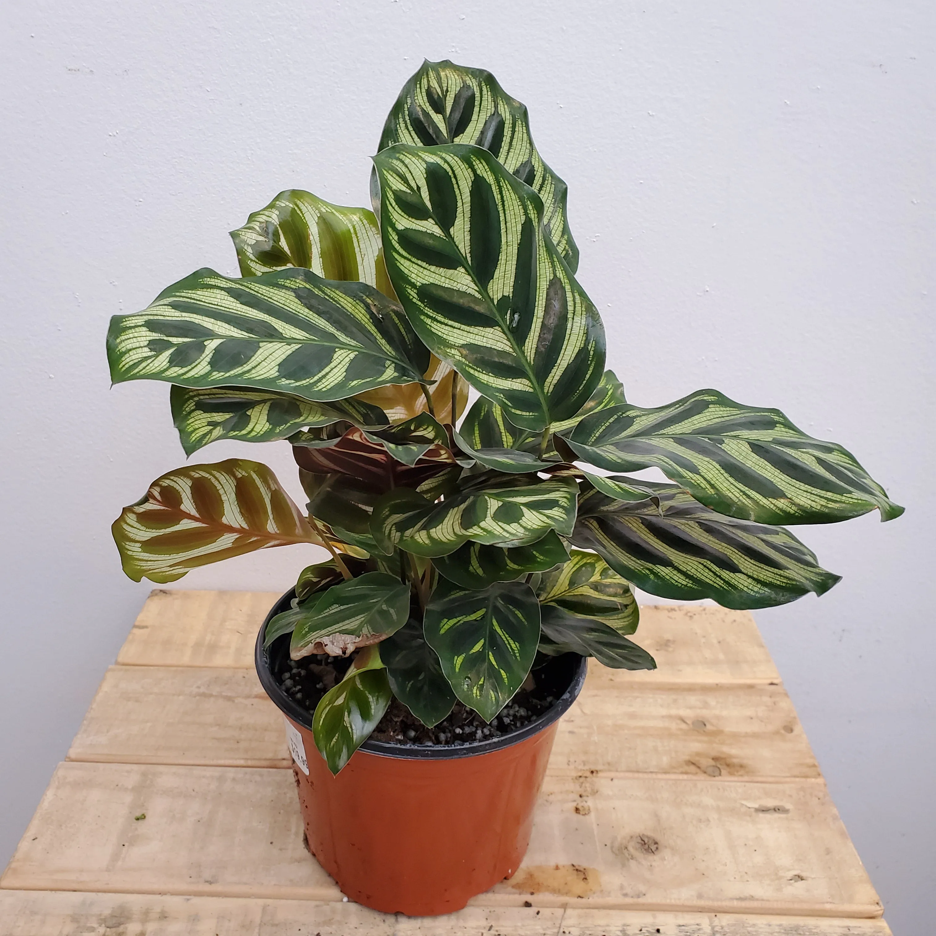 6" calathea mako