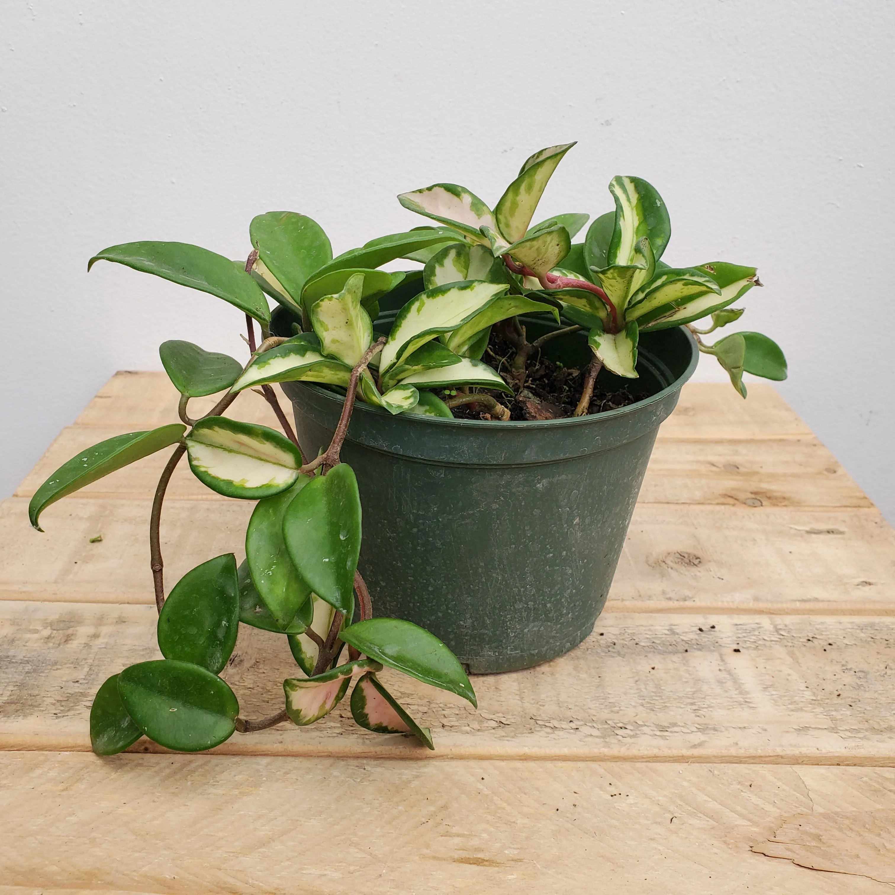6" hoya variegated