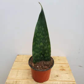 6" sanseveria tigressa