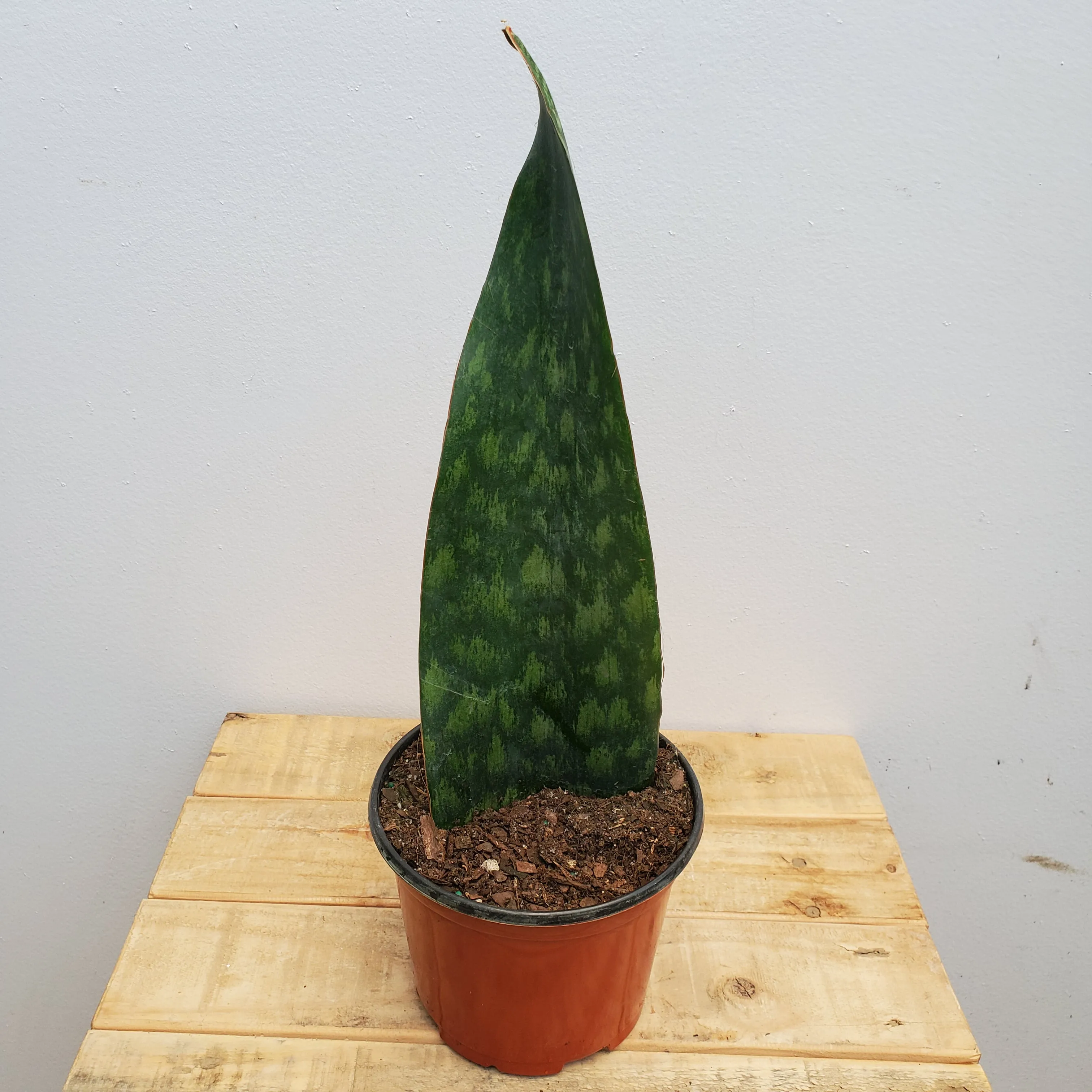 6" sanseveria tigressa