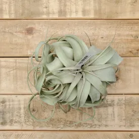 tillandsia xerographica small
